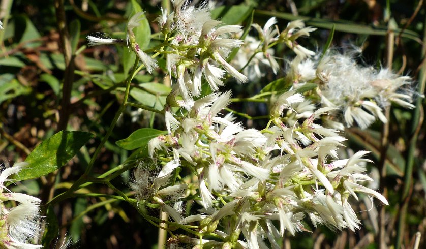 White Flowers